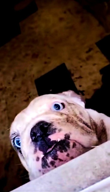 Uno de los perritos que