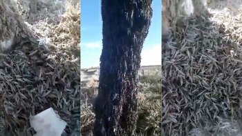 Cómo se movió y hacia