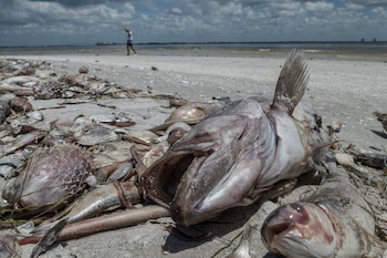La marea roja se produce