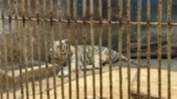 Arrestan a seis personas por