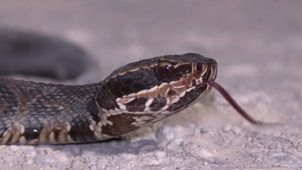 Las cottonmouth, típicas de los humedales de Florida, también consumen crías de pitón birmana (@yWildBackyard)