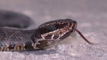 serpiente cottonmouth