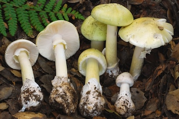 Primer plano de un grupo de hongos silvestres de sombreros amarillo-verdosos y tallos blancos, algunos mostrando las láminas, sobre hojarasca y una fronda de helecho