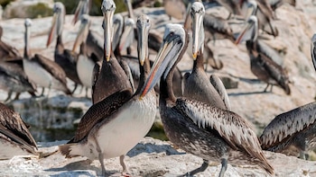 Más de 250 aves marinas y seis lobos marinos aparecen muertos en Lambayeque: autoridades atribuyen el hecho al calentamiento del mar