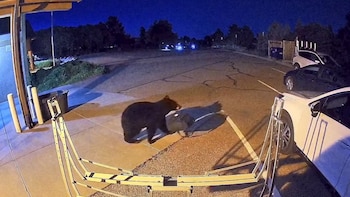 La invasión de osos en el oeste de Estados Unidos marca cifras récord durante la sequía