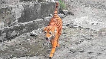 “No es gracioso, es maltrato