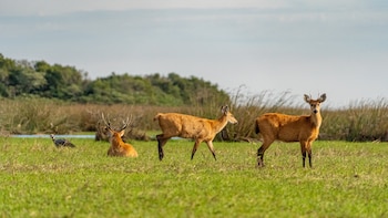 La recuperación de la especie fue posible gracias a la protección del hábitat y la eliminación de amenazas como la caza y la invasión ganadera (Matías Rebak - Rewilding Argentina)