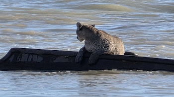Inusual avistamiento en Santa Cruz: un puma apareció sobre los restos de un barco semihundido frente a la costa