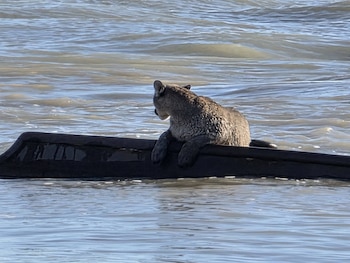 Encontraron a un puma varado en un barco hundido en Santa Cruz