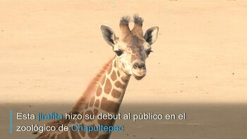 Conociendo a la nueva jirafa