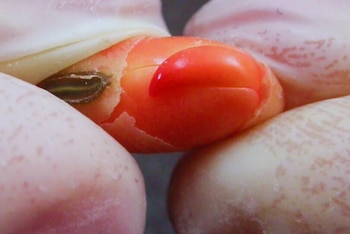 Conocer el estado real de las semillas permite anticipar problemas