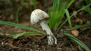 Imagen de archivo de un