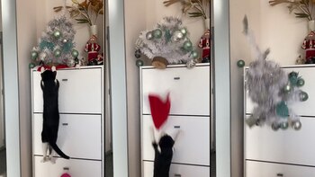 La dueña creyó que un