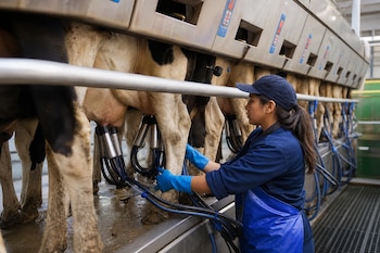 Una mujer con gorra y guantes azules coloca pezoneras de ordeño mecánico en una vaca dentro de una instalación industrial.
