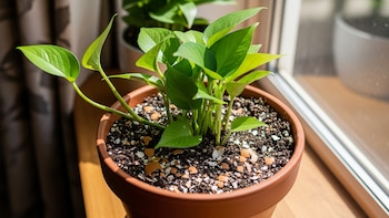 El error frecuente al usar cáscaras de huevo en macetas: lo que realmente ocurre con las plagas