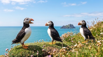 Tres frailecillos blancos y negros con picos y patas naranjas se paran sobre un acantilado verde con flores frente al mar y una isla, bajo un cielo con nubes.