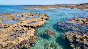 Una tortuga marina nada en aguas claras sobre formaciones rocosas y corales a lo largo de una costa de arrecife rocoso con cielo azul.