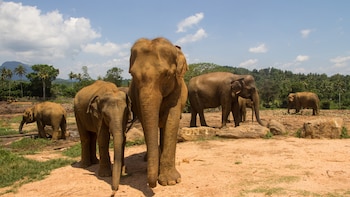 Orfanato de elefantes en Pinnawala