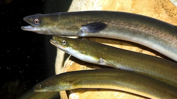 La anguila europea sigue sin