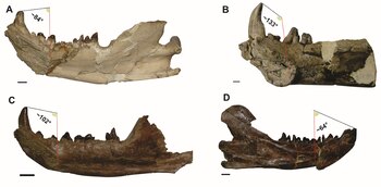 El fósil, conservado en el