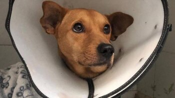 Aquiles, el perro que murió