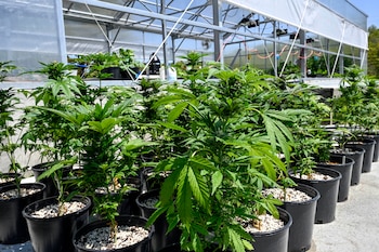 Plantas de marihuana en un