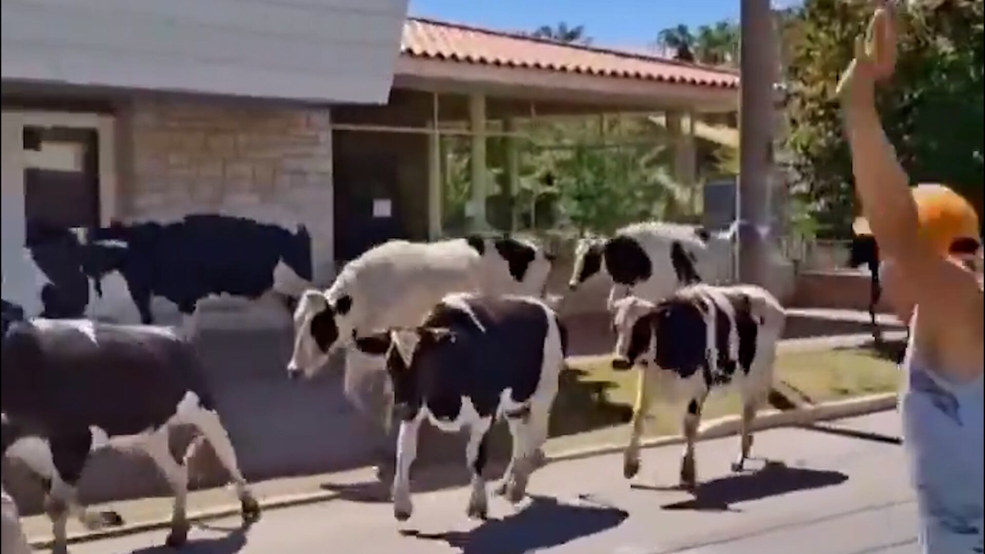 Las vacas quedaron sueltas en la calle.