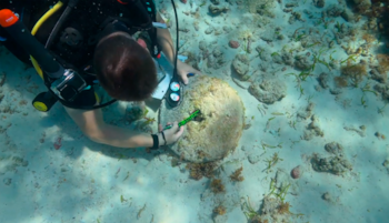 Restos de seis naufrágios nas Bahamas da era da pirataria