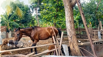 Pintura en acuarela de un caballo marrón en un corral con cercas de madera, cabras pequeñas, un tronco de árbol y vegetación abundante.