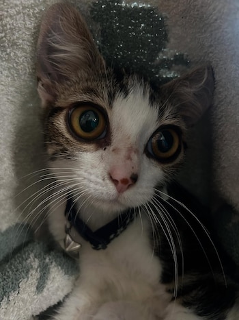 Los felinos de compañía destacan