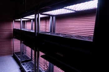 Wieger Wamelink de la Universidad