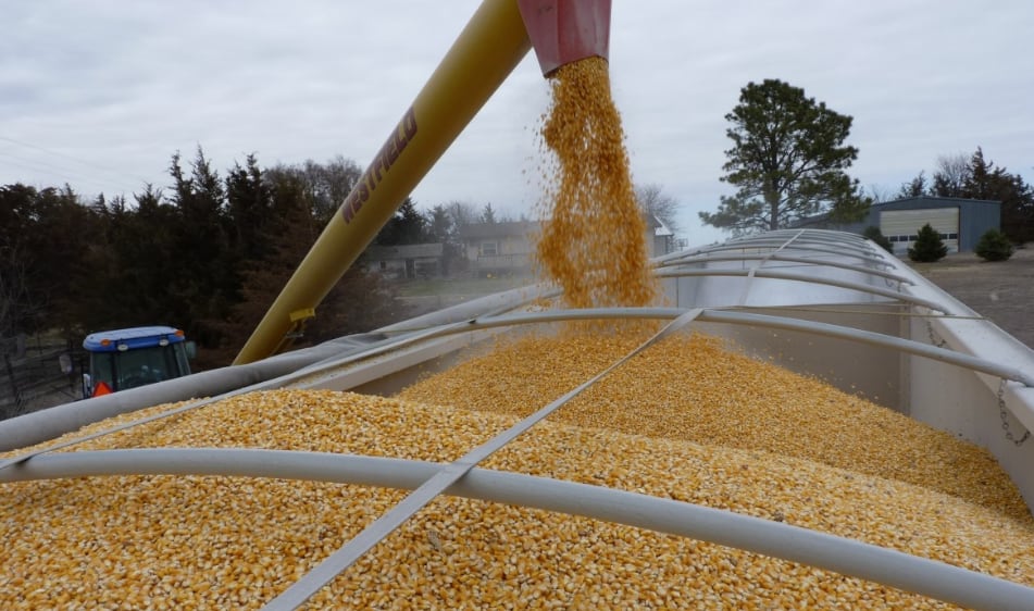 Maíz temprano en Argentina: ¿Presión de cosecha récord y precios a la baja?