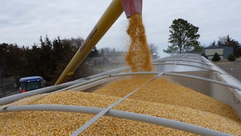 Maíz temprano en tiempo de