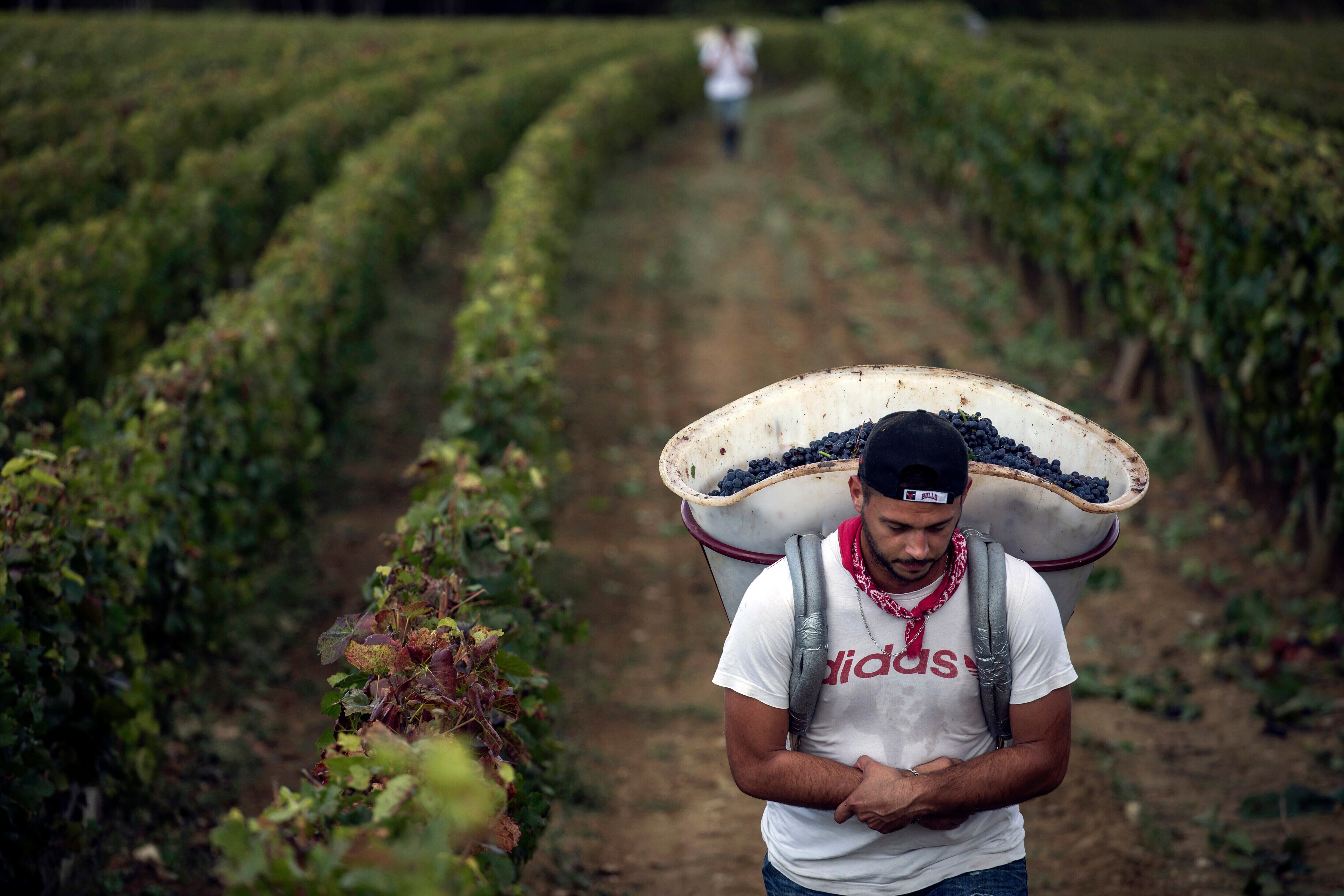 Un agricultor carga uvas en un viñedo en Volnay, Francia, el 12 de septiembre del 2017 (AP foto/Laurent Cipriani)