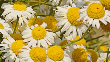 Gracias a sus cuantiosos componentes