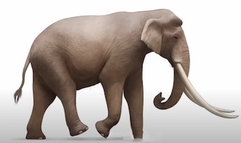 El cráneo de Cachemira carece