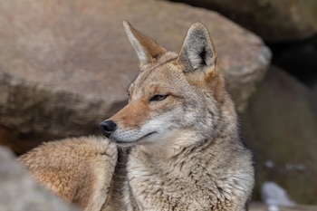 El compromiso vitalicio de los