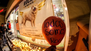 Con mariachi y veladoras: así despidieron a Rocky, el perrito asesinado tras ser arrastrado por su dueña en Saltillo