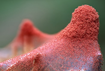 Si ves una araña roja en el balcón, retírala cuanto antes: por qué es tan importante deshacerse de este insecto y cómo evitar que entre a tu casa