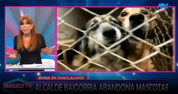 Magaly Medina pone contra las cuerdas a Sergio Baigorria por caso de perros y gatos: “Eso no es vida”. Captura: Magaly TV La Firme.