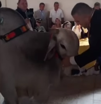 El nuevo alcalde de Filandia, Duberney Pareja Giraldo, manifestó que trabajará por el cuidado de los animales dentro de su plan de gobierno - crédito Captura pantalla video El Quindiano/YouTube