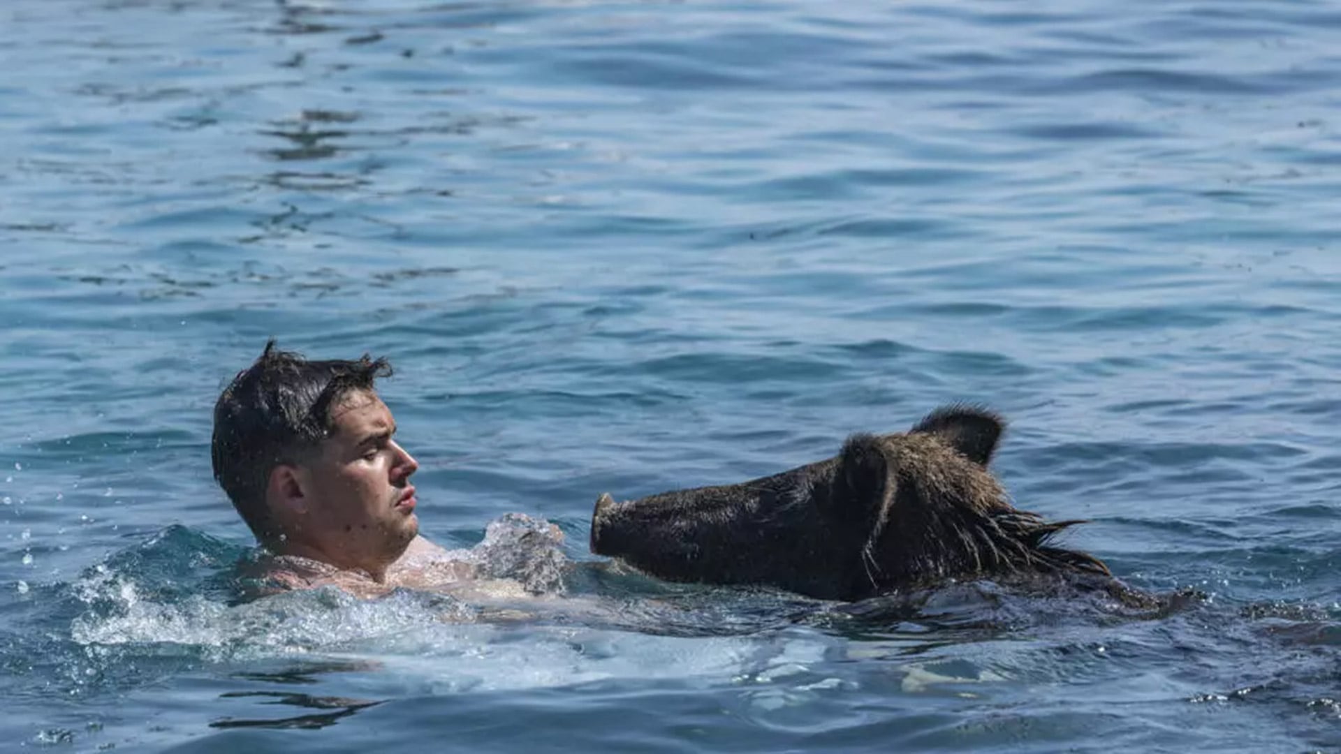 Las fotos y videos de cerdos nadando en Atokos impulsaron la popularidad de “Piggy Island” en Instagram y TikTok (AFP)