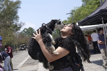 El pre reglamento se encuentra