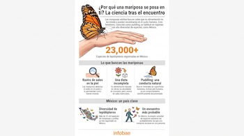 Infografía con una mariposa monarca posada en una mano. Incluye texto, iconos de lupa, flor, mariposa, mapa de México y logo de Infobae.