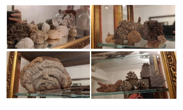 La colección de hongos de María Victoria Valerga Fernández