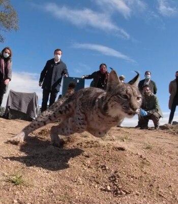 Suelta de un lince ibérico