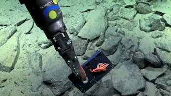 El insólito hallazgo de la