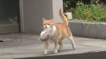 El felino siempre elige la