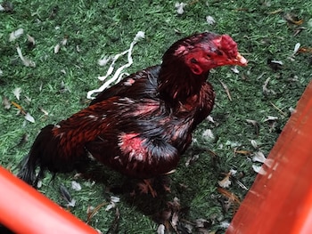 Se recataron 111 gallos que fueron trasladados a una granja especialmente acondicionada