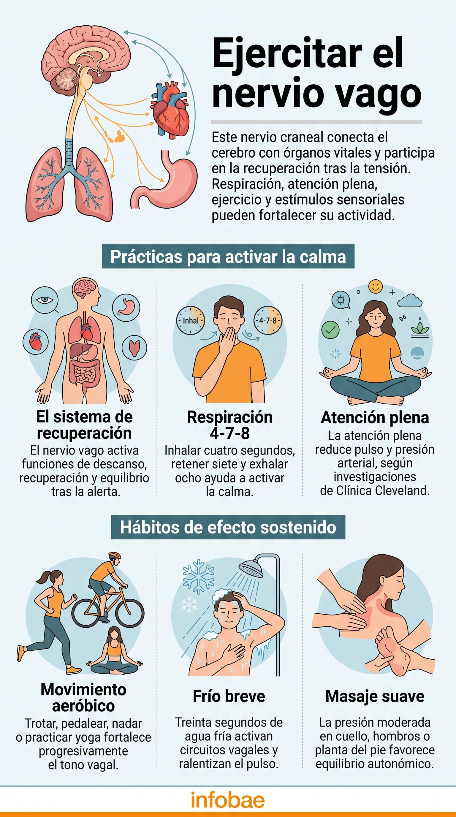 Una infografía de Infobae explica la conexión del nervio vago con órganos vitales y presenta hábitos para fortalecer su funcionamiento (Imagen Ilustrativa Infobae)
